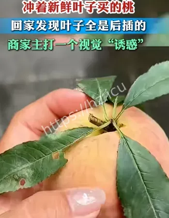 冲着新鲜叶子买桃